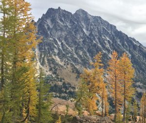 Larch Counseling